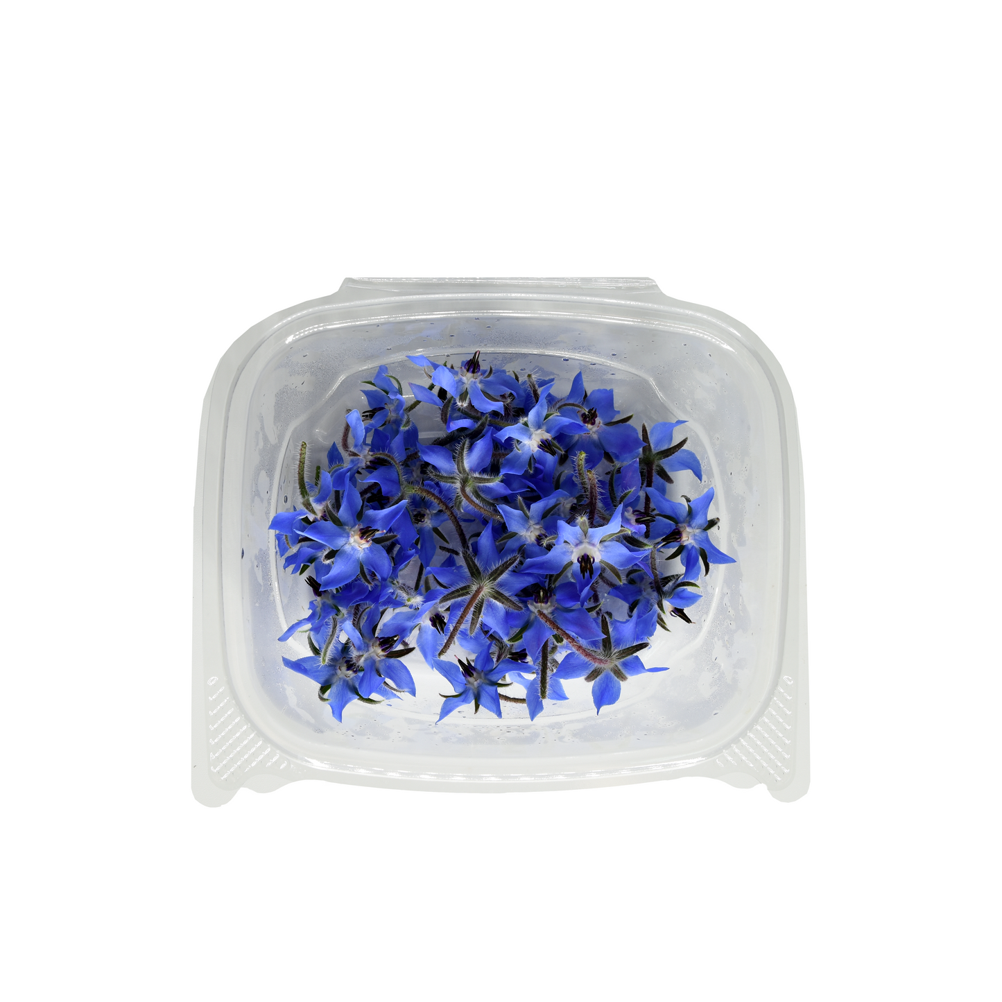 Borage Bloom Box