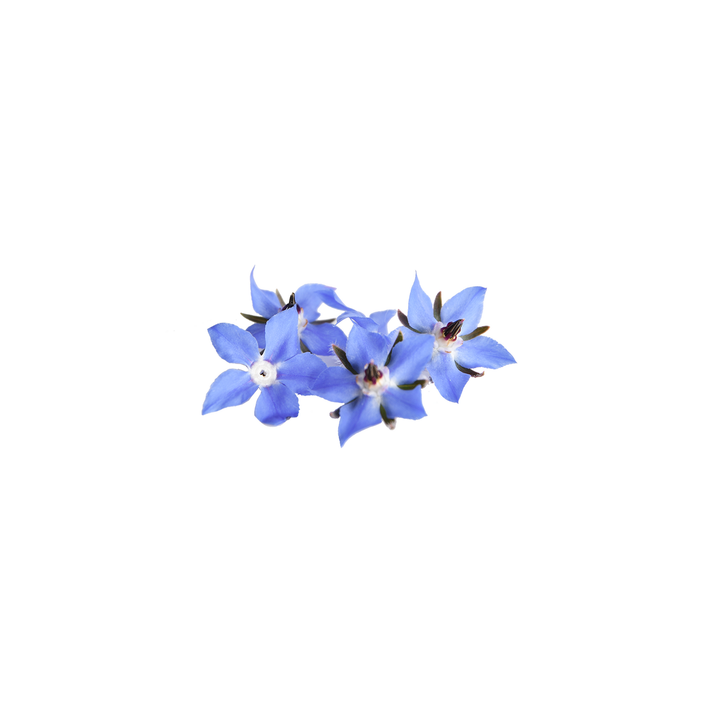 Borage Bloom Box