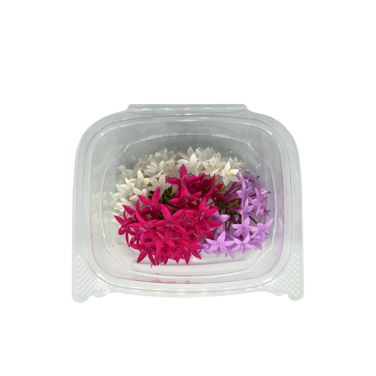Pentas Bloom Box