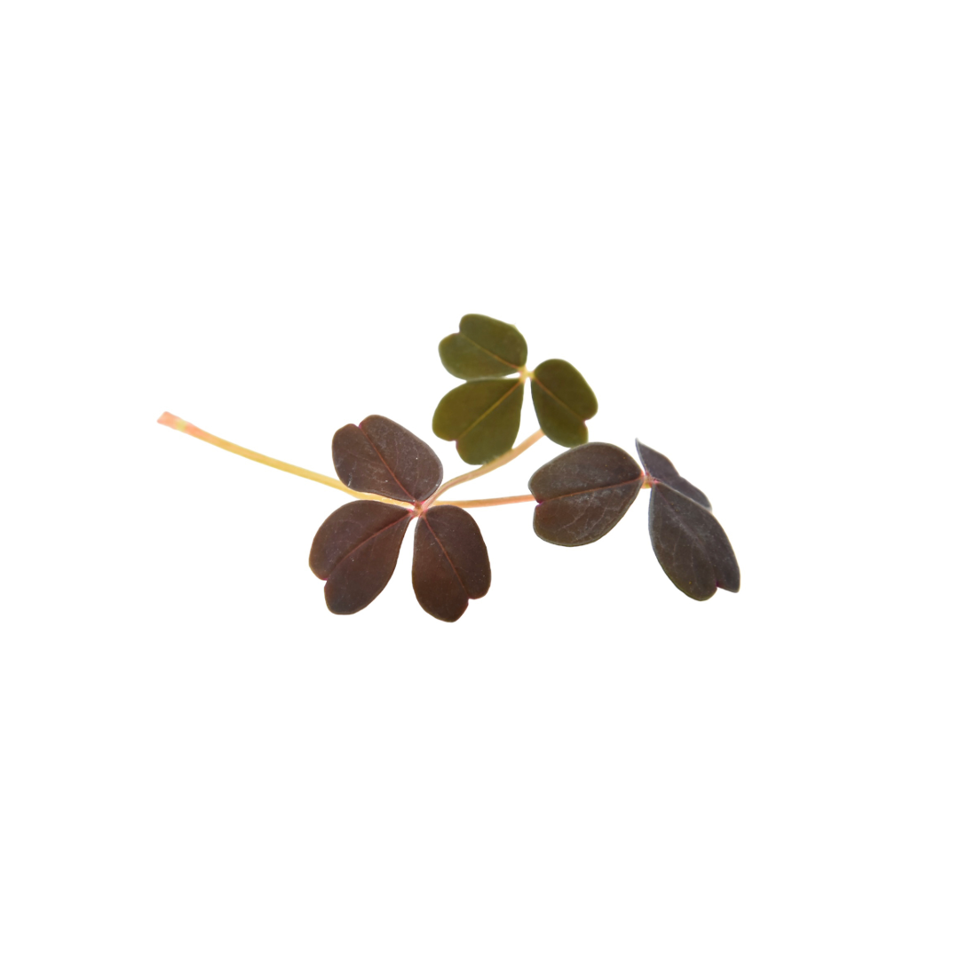 Red Oxalis Herb Pack
