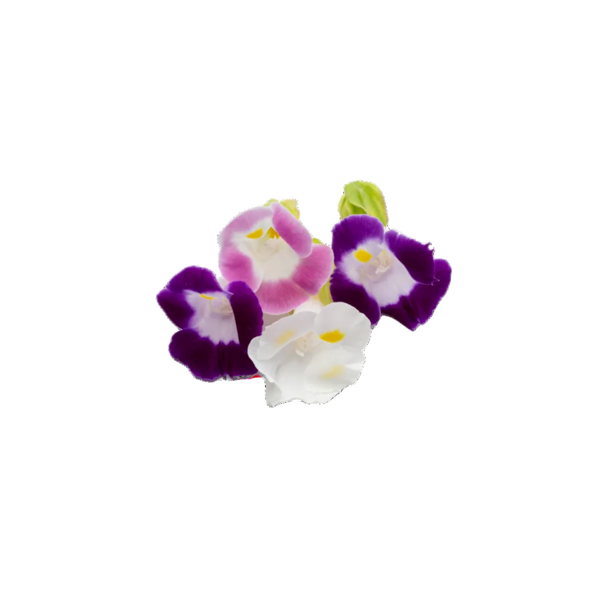 Torenia