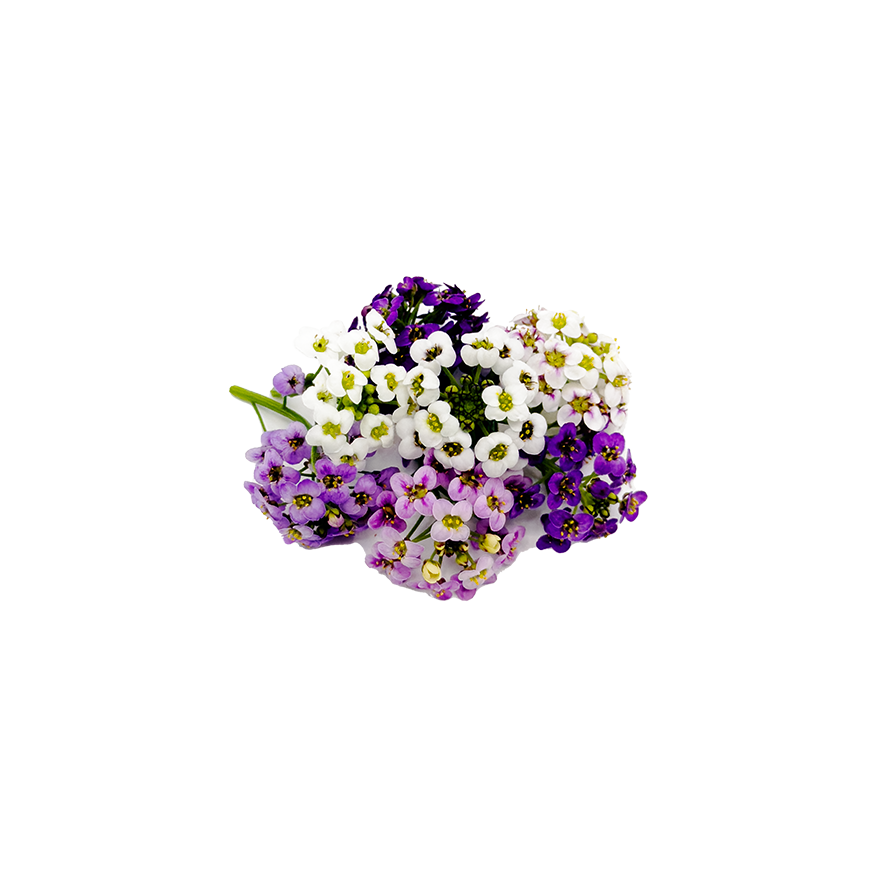 Alyssum Bloom Box