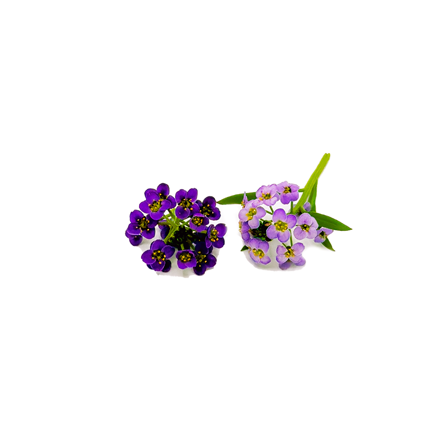 Alyssum Bloom Box