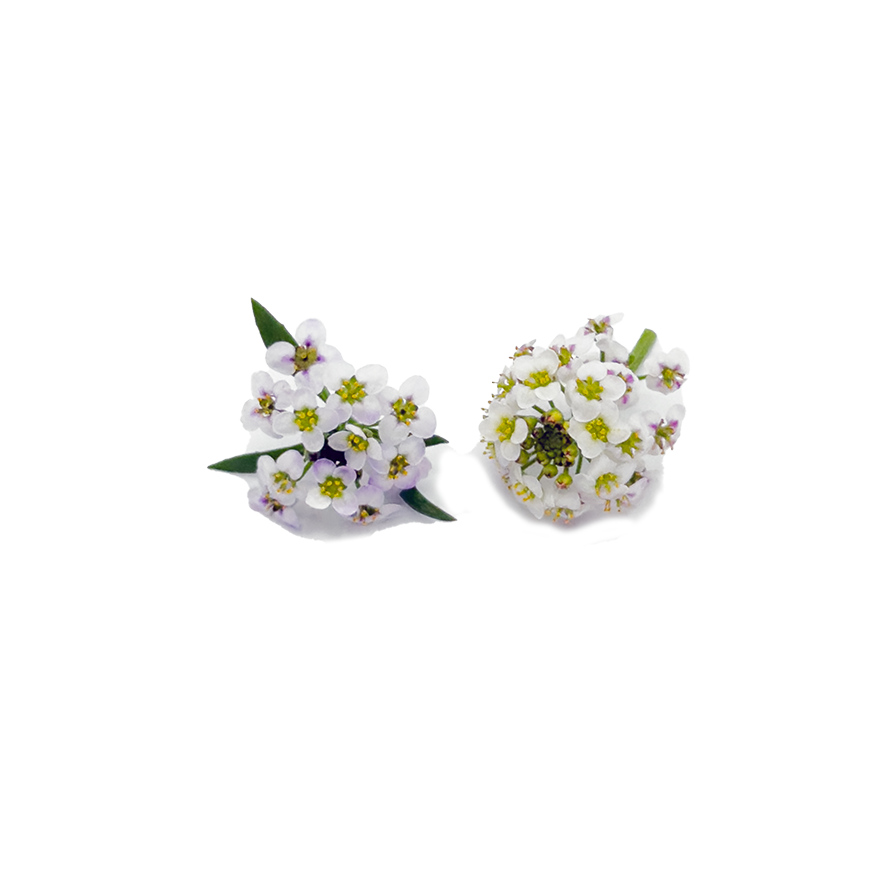 Alyssum Bloom Box