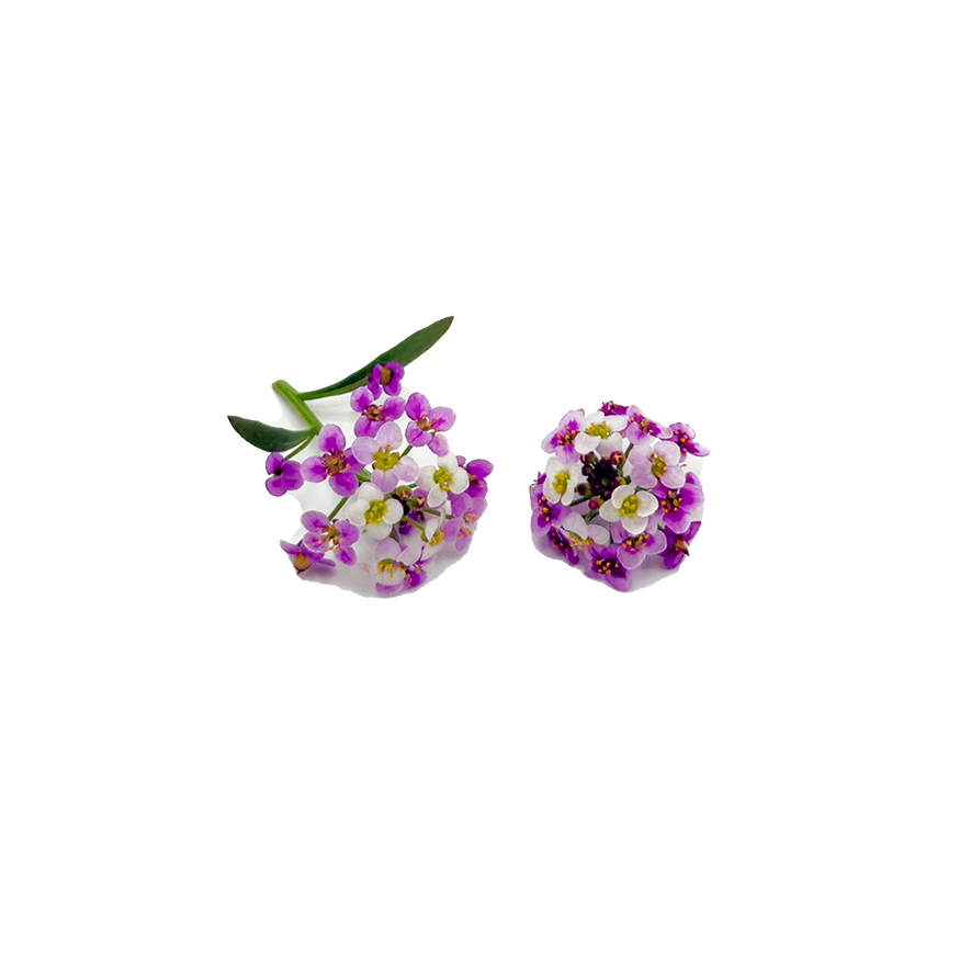 Alyssum Bloom Box