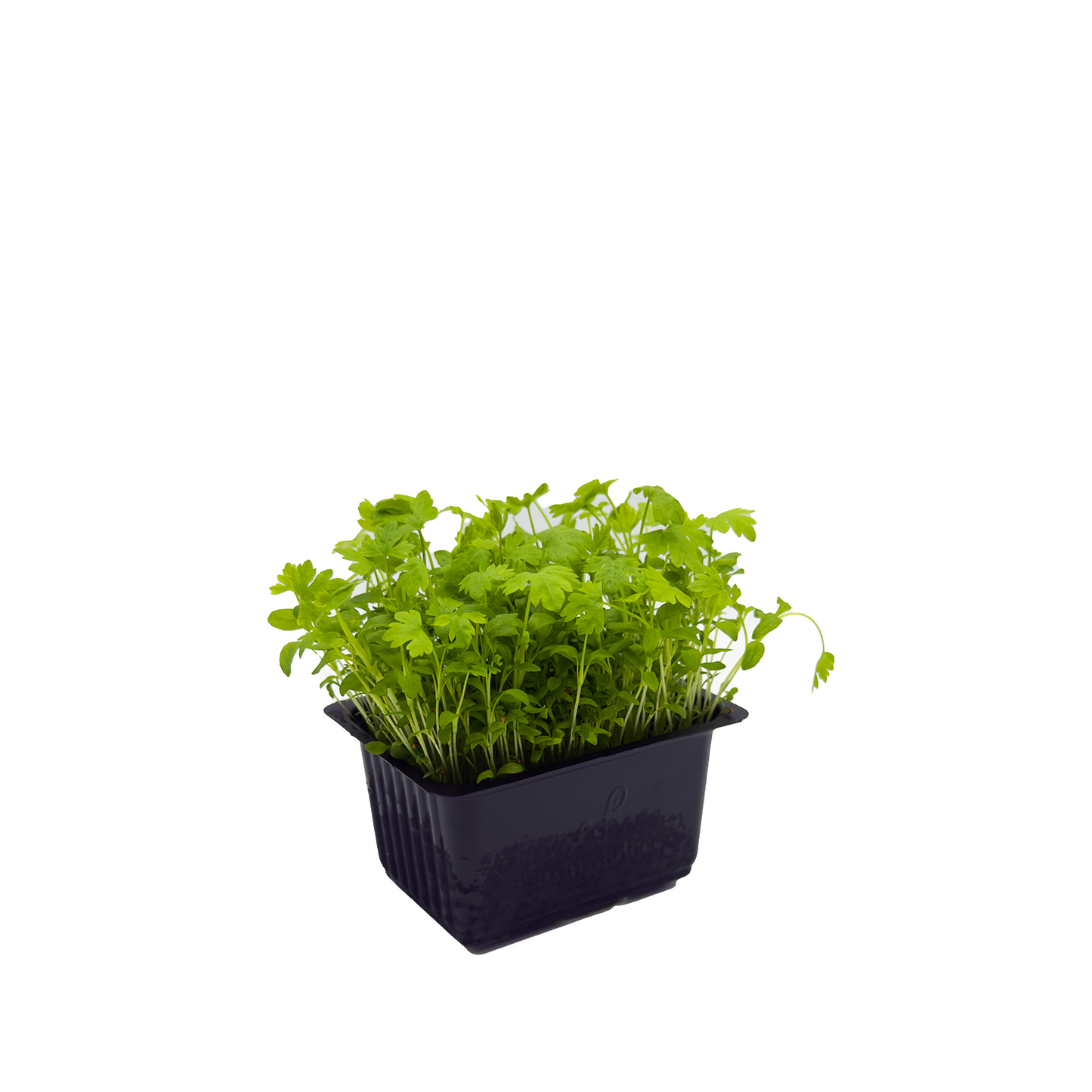 Micro Celery (L)