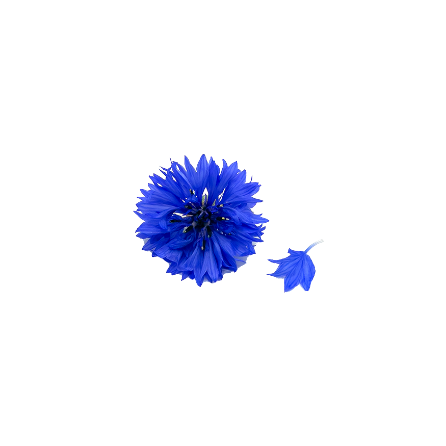 Cornflower Bloom Box