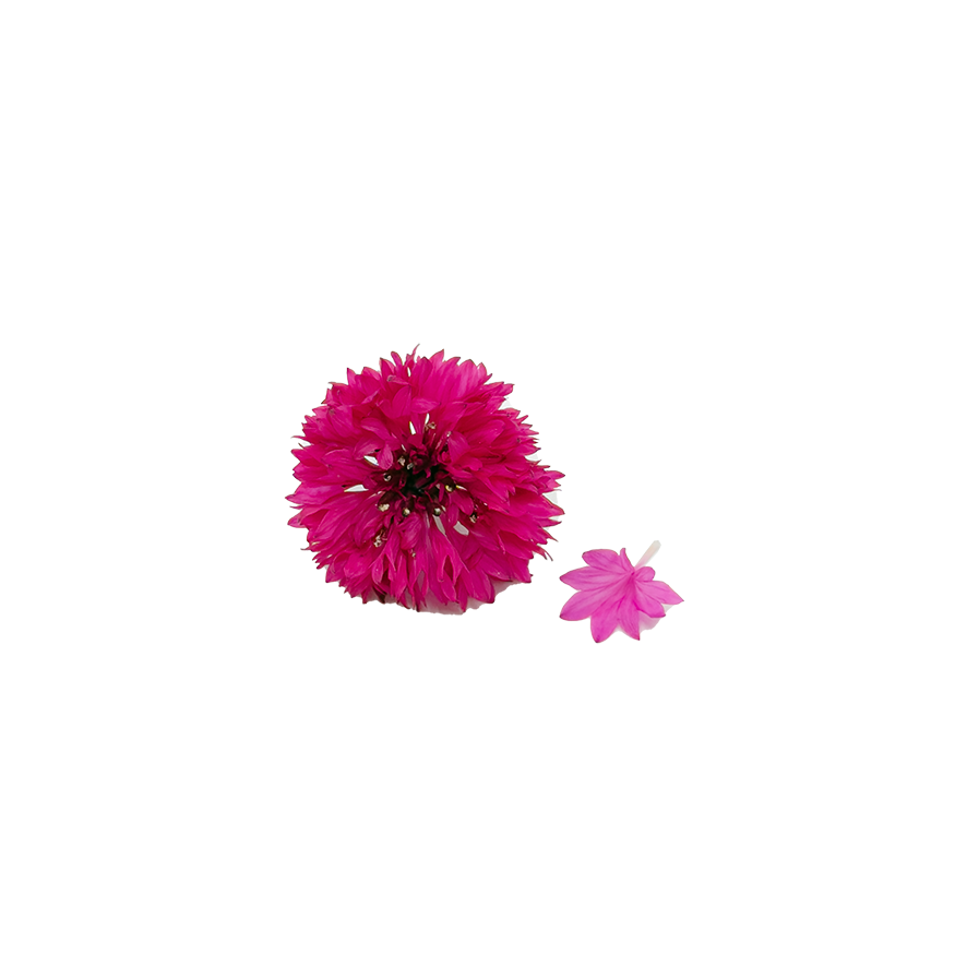 Cornflower Bloom Box