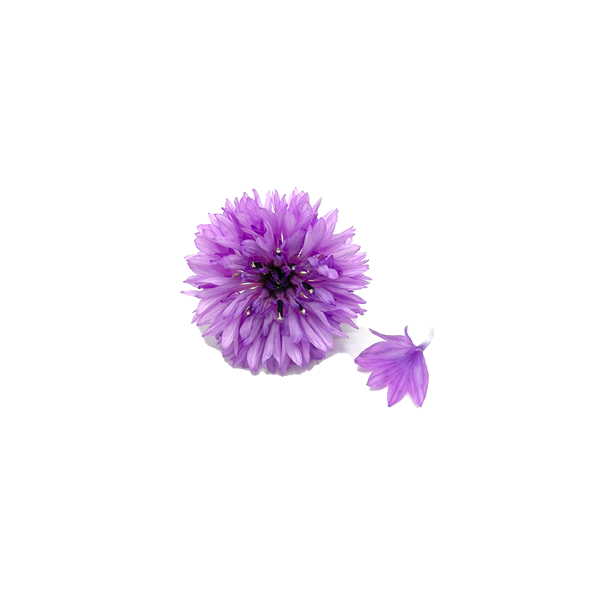Cornflower Bloom Box