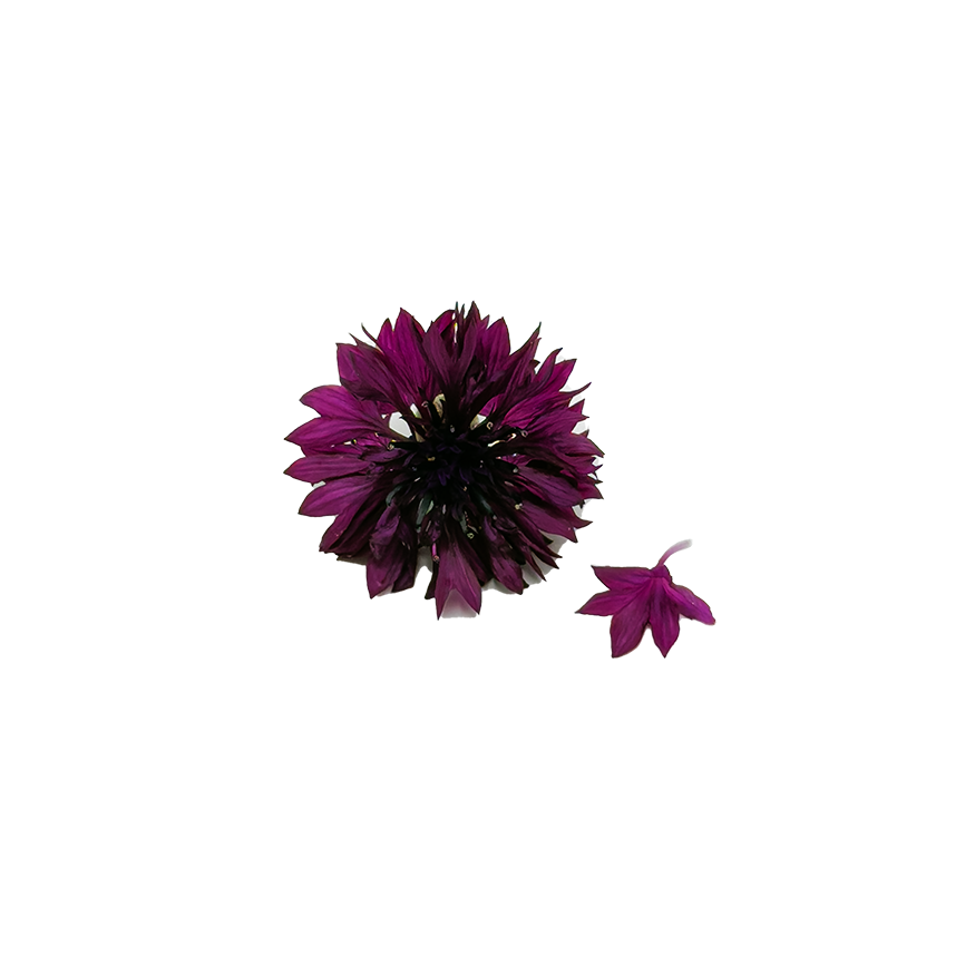 Cornflower Bloom Box