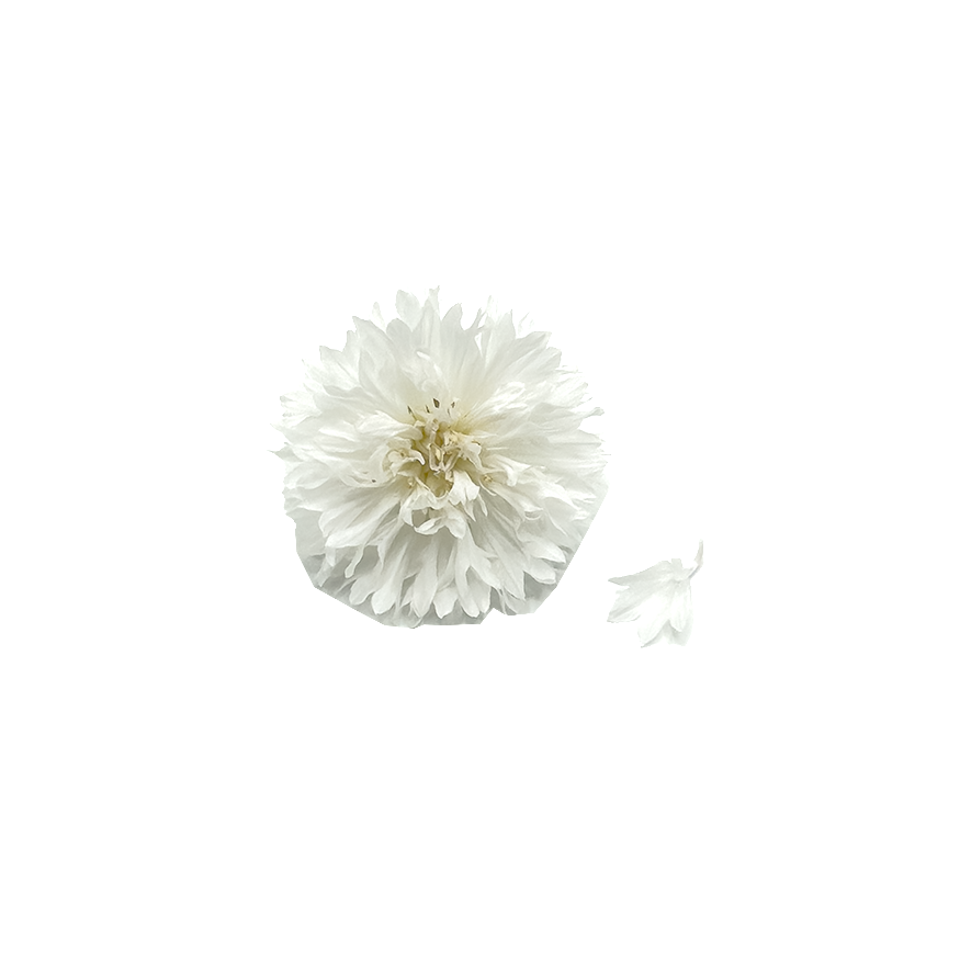 Cornflower Bloom Box