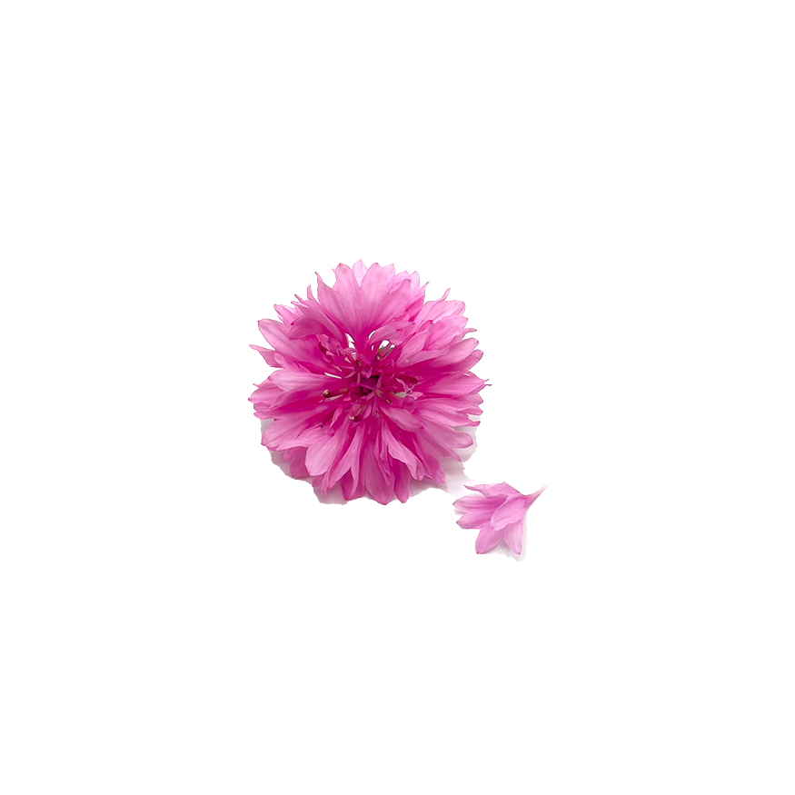 Cornflower Bloom Box