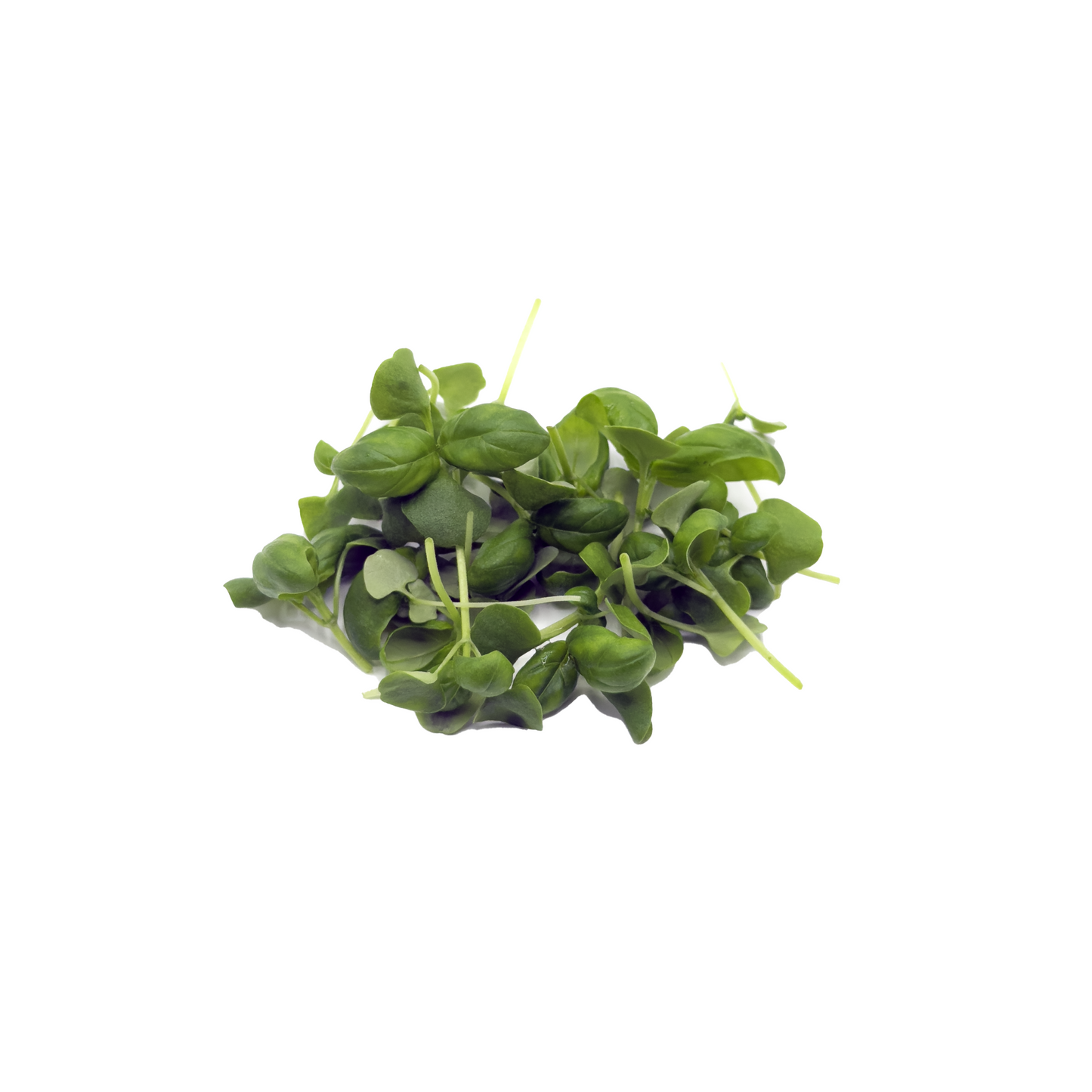 Microgreen - Sweet Basil (L)