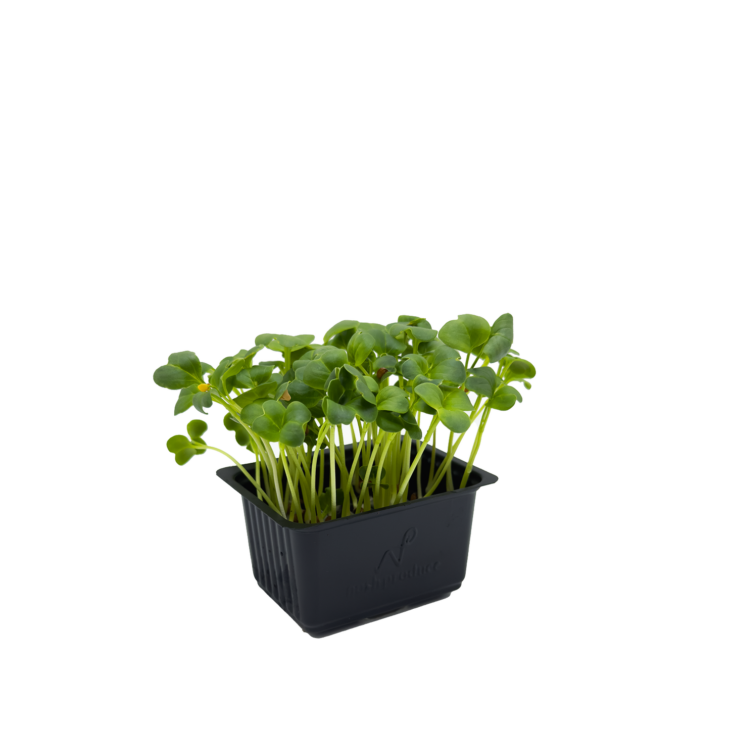 Micro Green Daikon