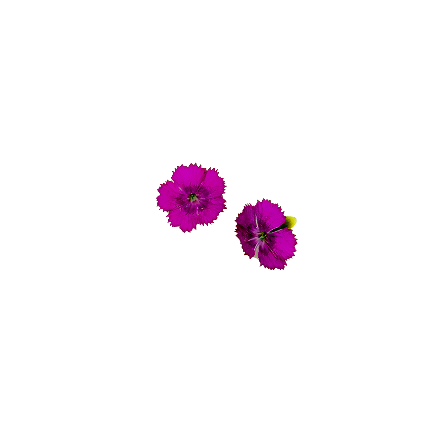 Mini Dianthus Bloom Box
