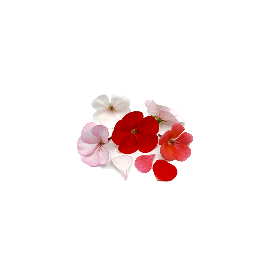 Geranium Bloom Box