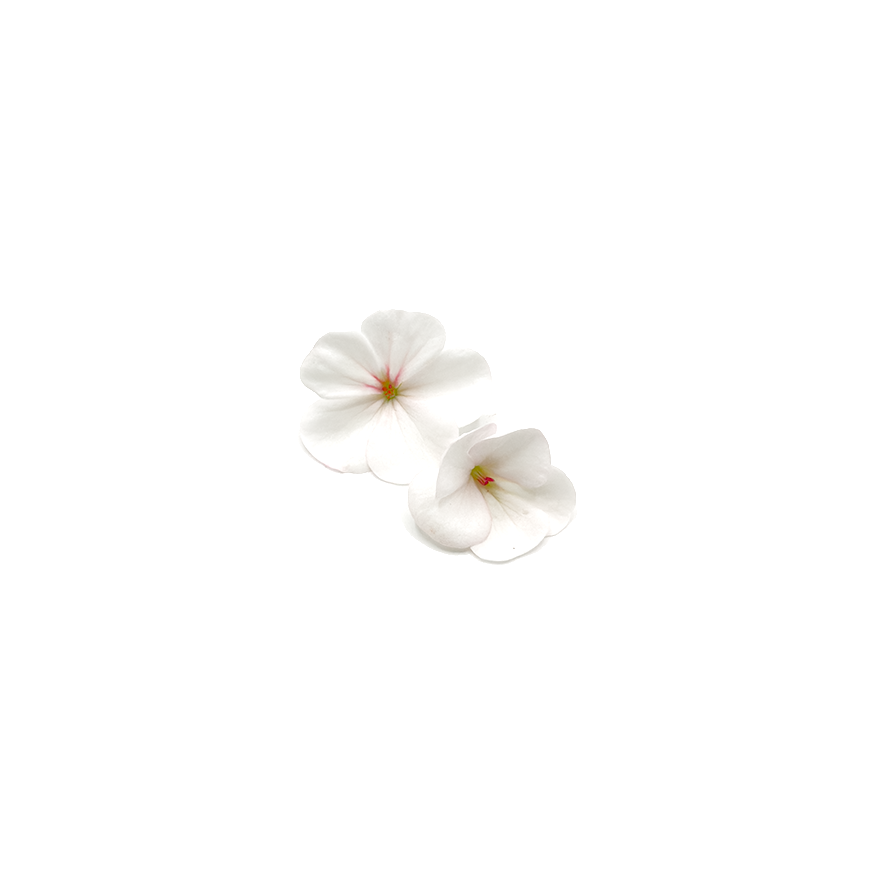 Geranium Bloom Box