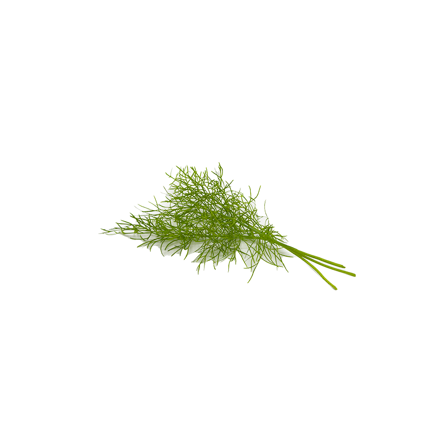 Green Fennel Herb Pack
