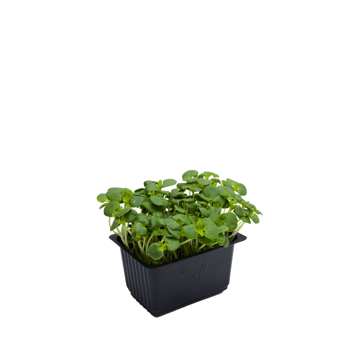 Microgreen - Green Shiso