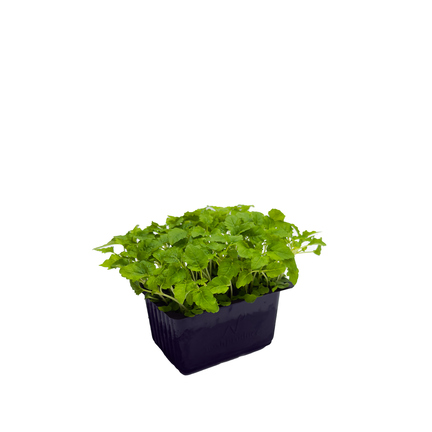 Microgreen - Lemon Balm (Premium)