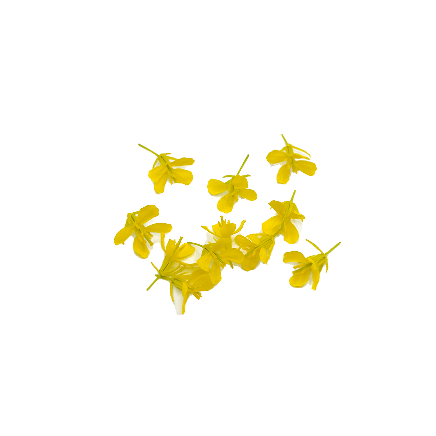 Mustard Flower (Brassica) Bloom Box