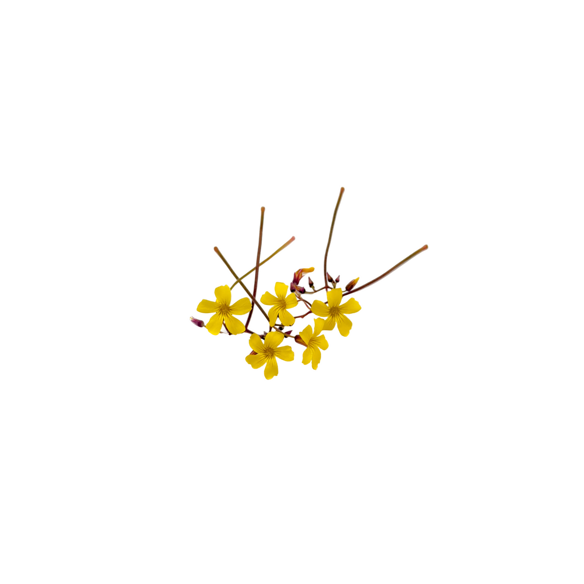 Oxalis flower