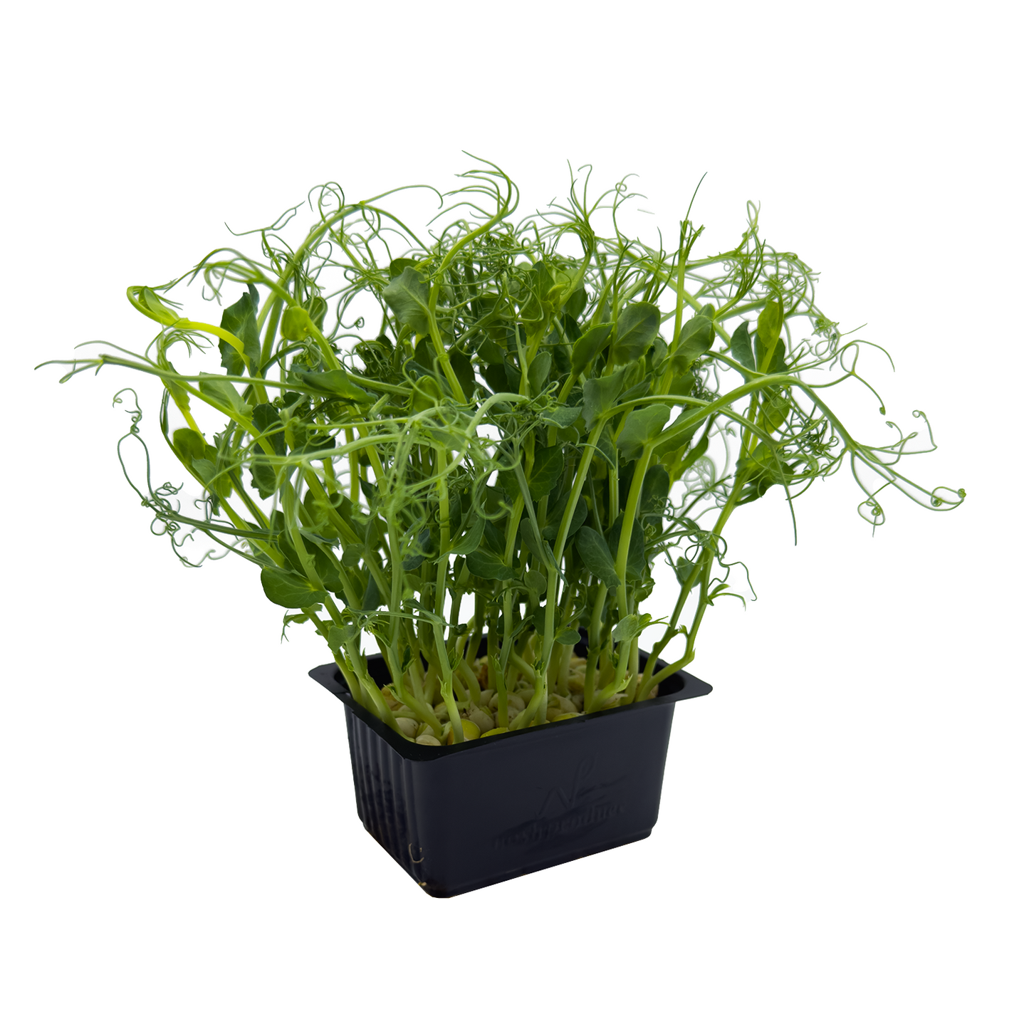 Microgreen - Pea Tendril