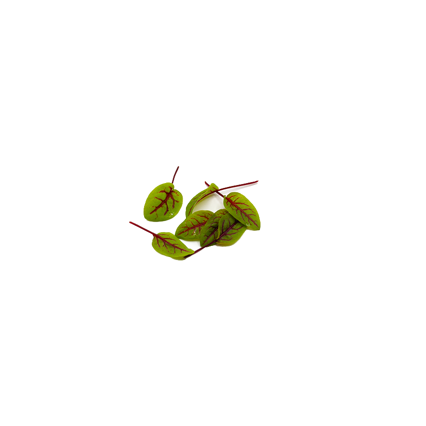 Red-veined Sorrel Herb Pack