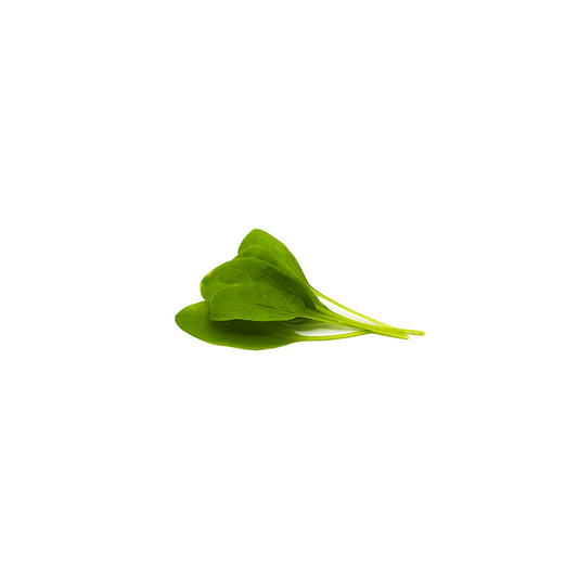 Green Sorrel Herb Pack