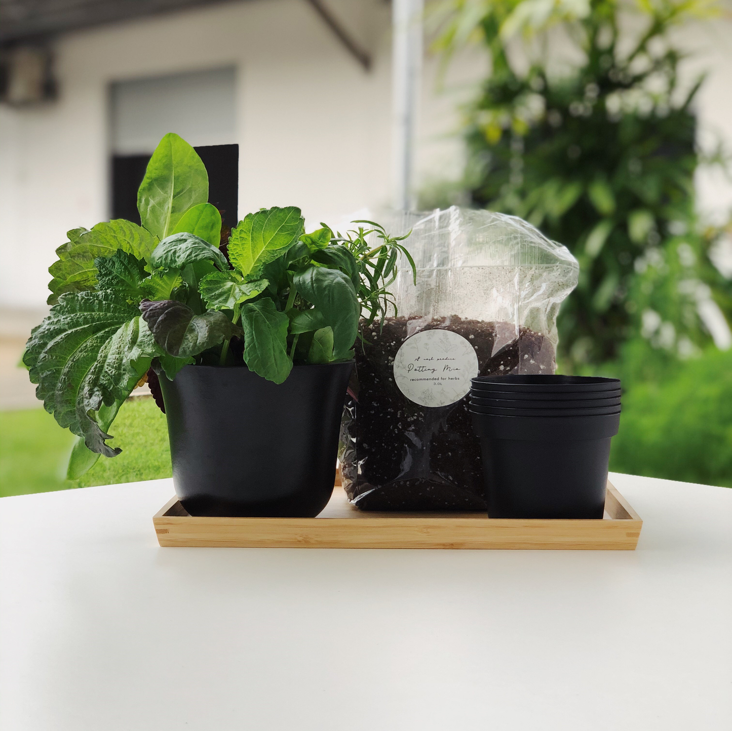 Nosh Garden Starter Kit