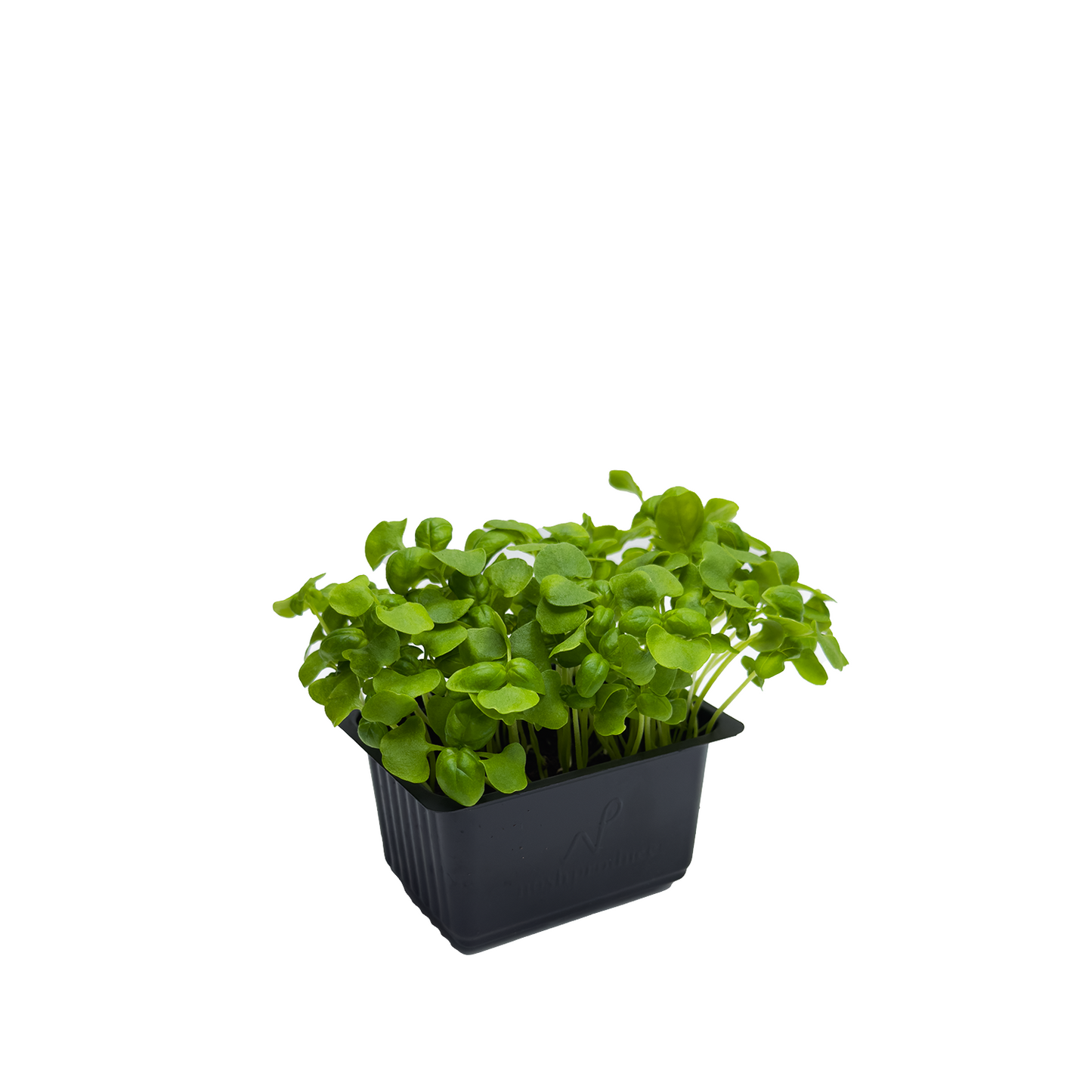 Microgreen - Sweet Basil