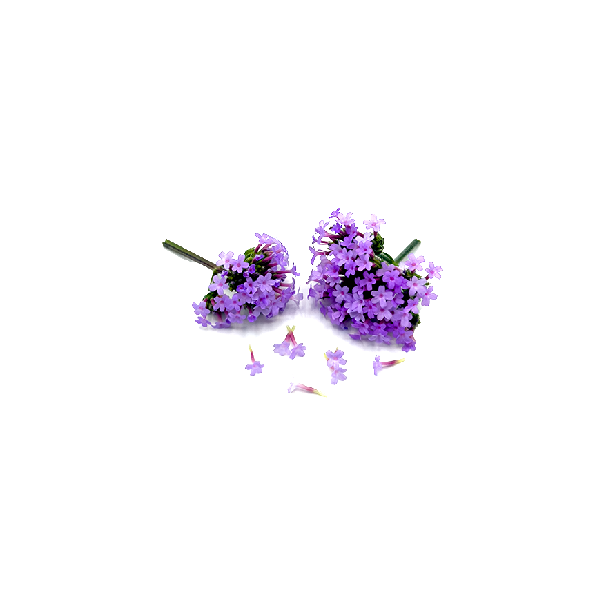 Purple Verbena Bloom Box