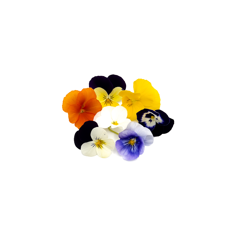 Viola Bloom Box