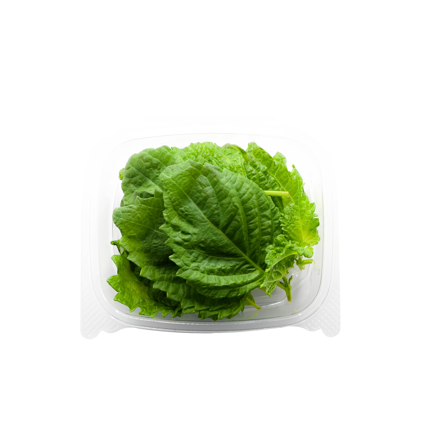Green Shiso Herb Pack