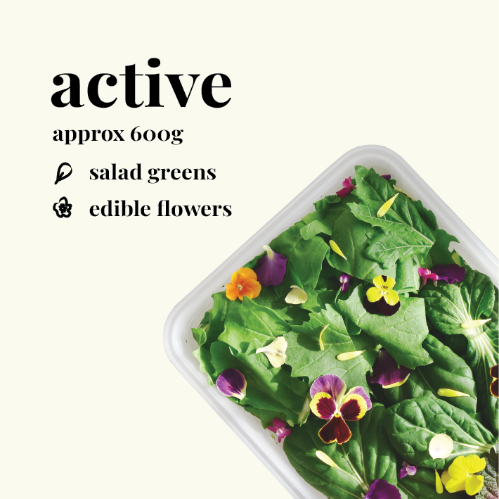 Nosh Box Active