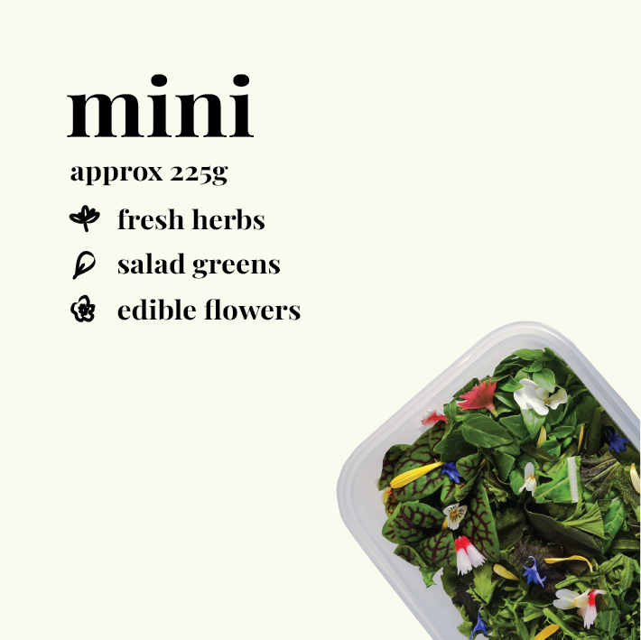 Nosh Box Mini