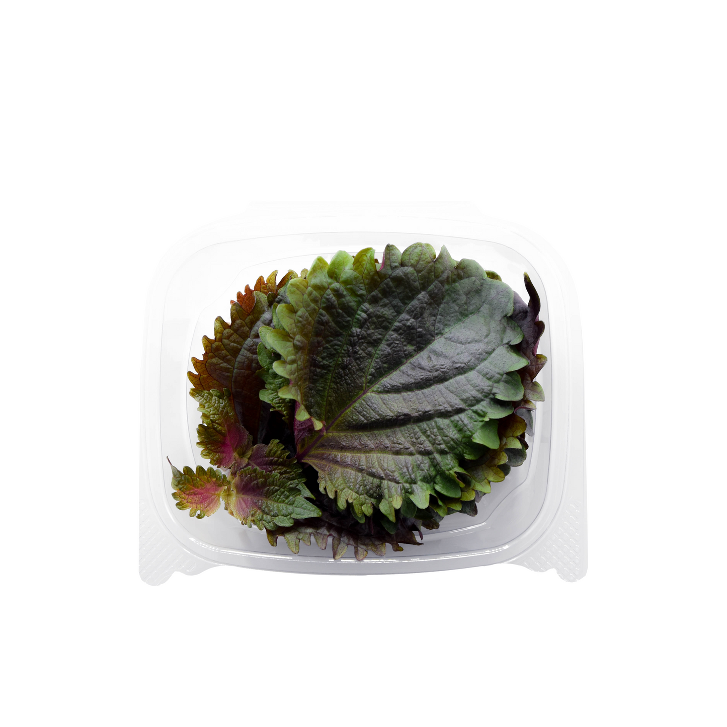 Purple Shiso Herb Pack