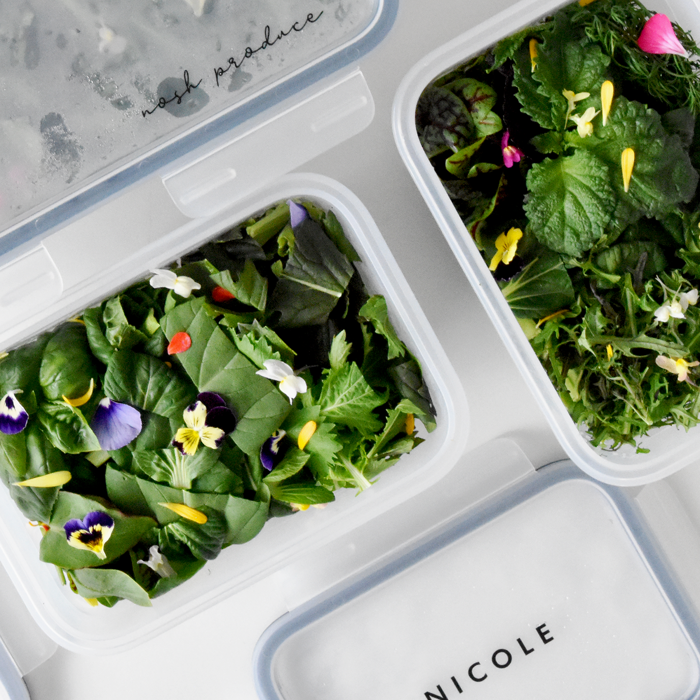Nosh Box Mini