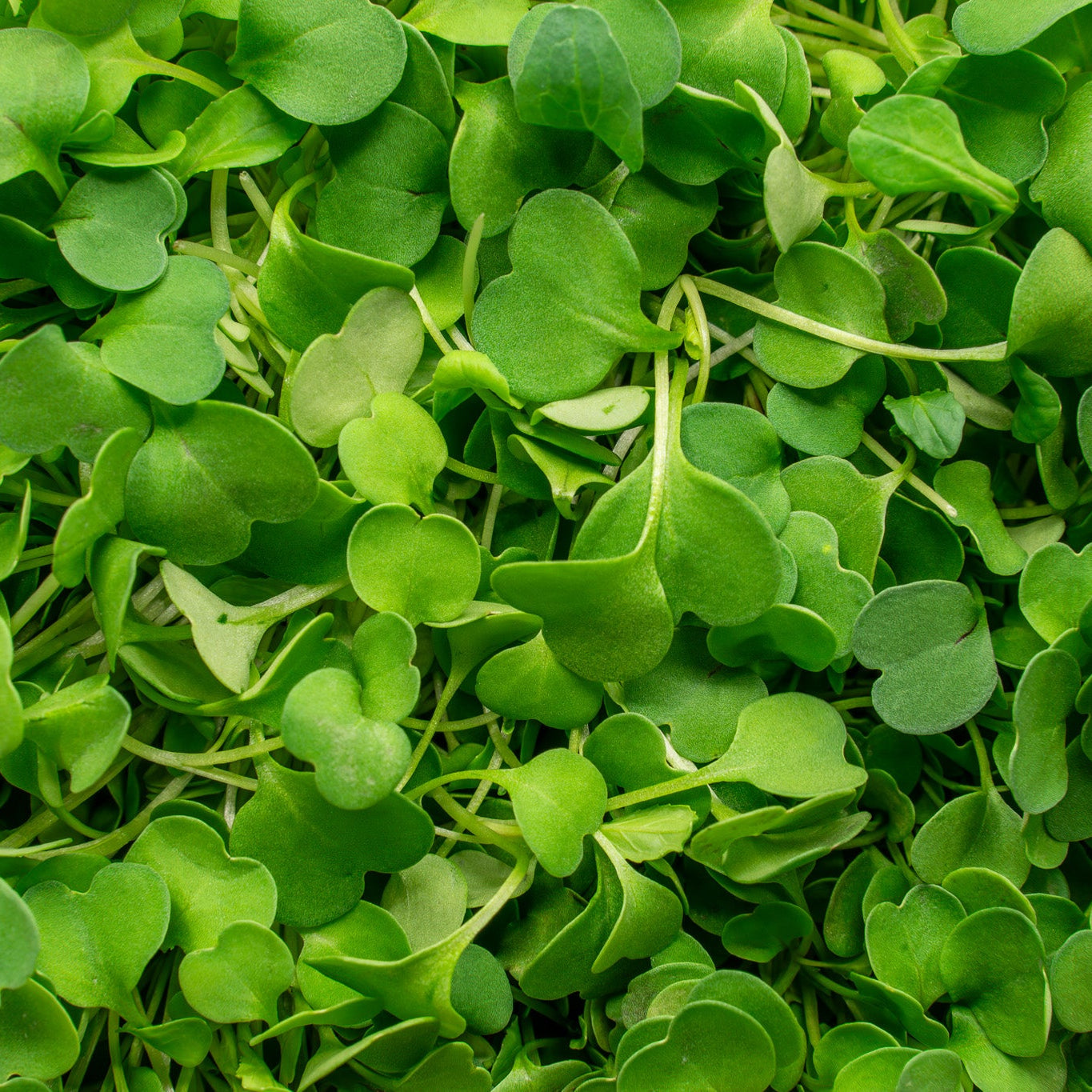 Mini Arugula