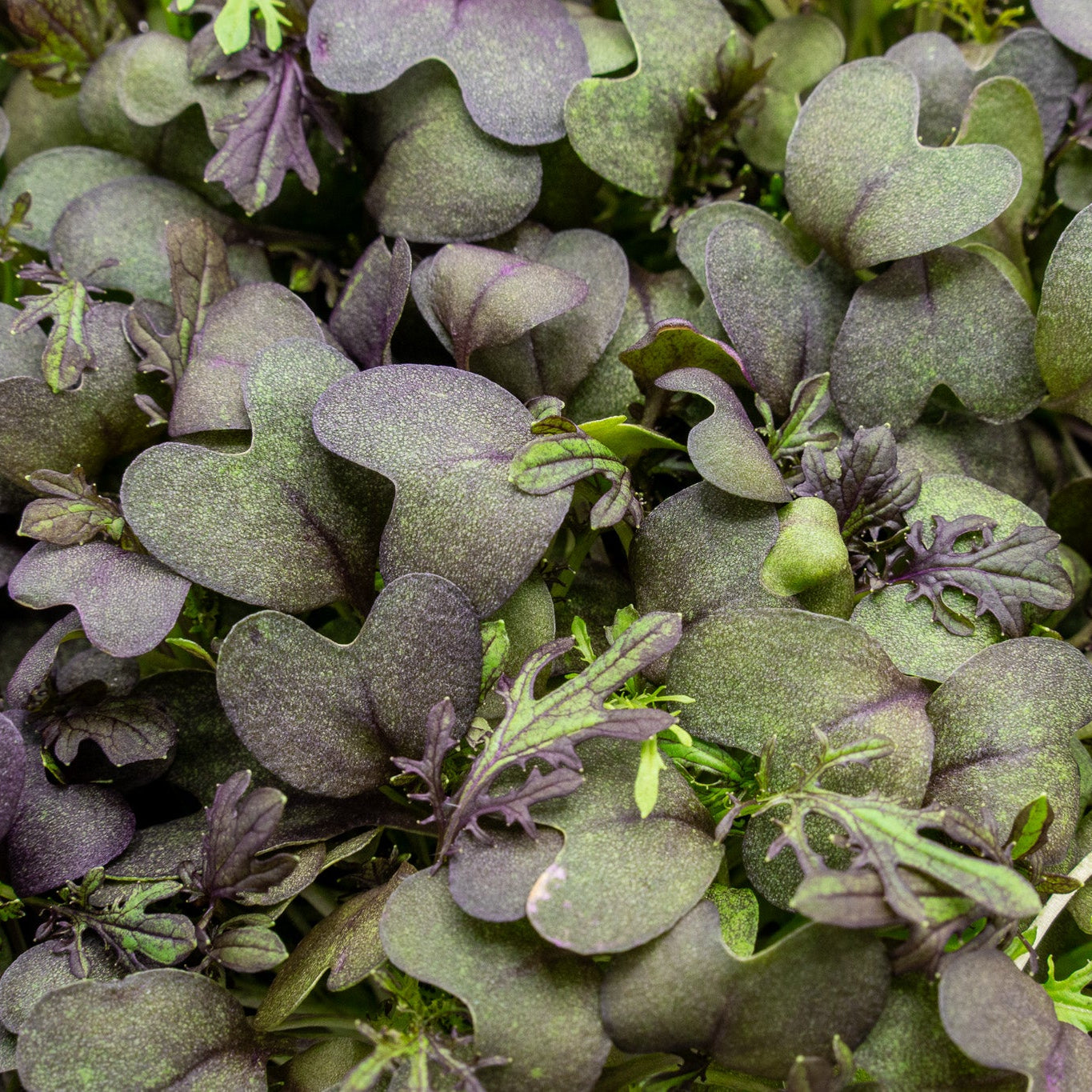 Mini Red Mustard