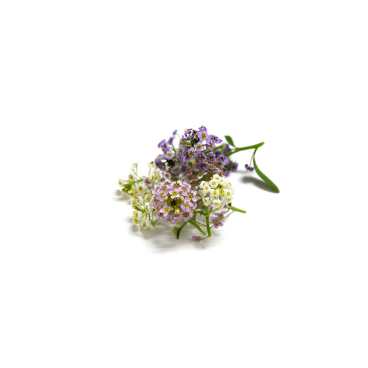 Alyssum Bloom Box