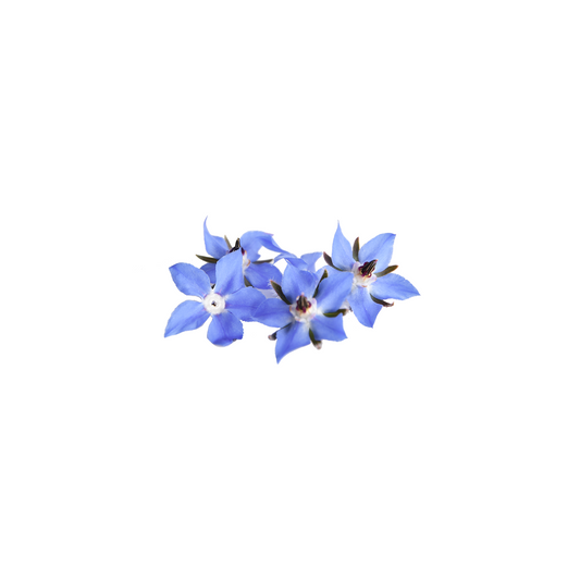 Borage Bloom Box