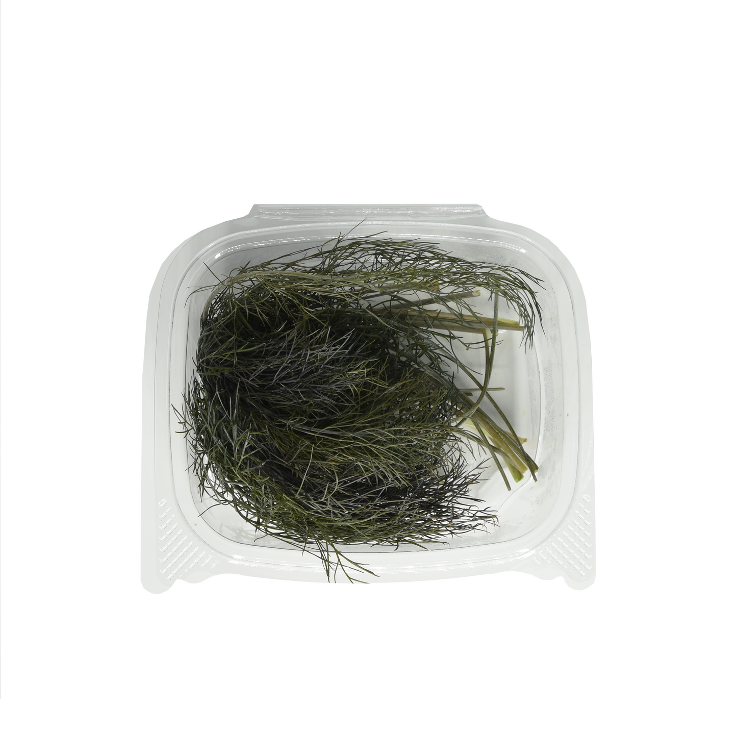 [NEW] Bronze Fennel Herb Pack