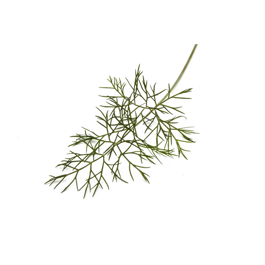 [NEW] Bronze Fennel Herb Pack