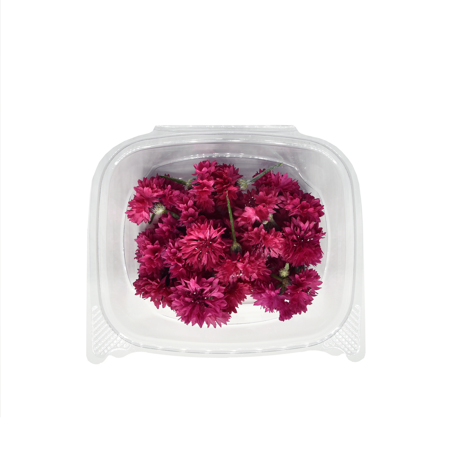 [NEW] Cornflower Bloom Box
