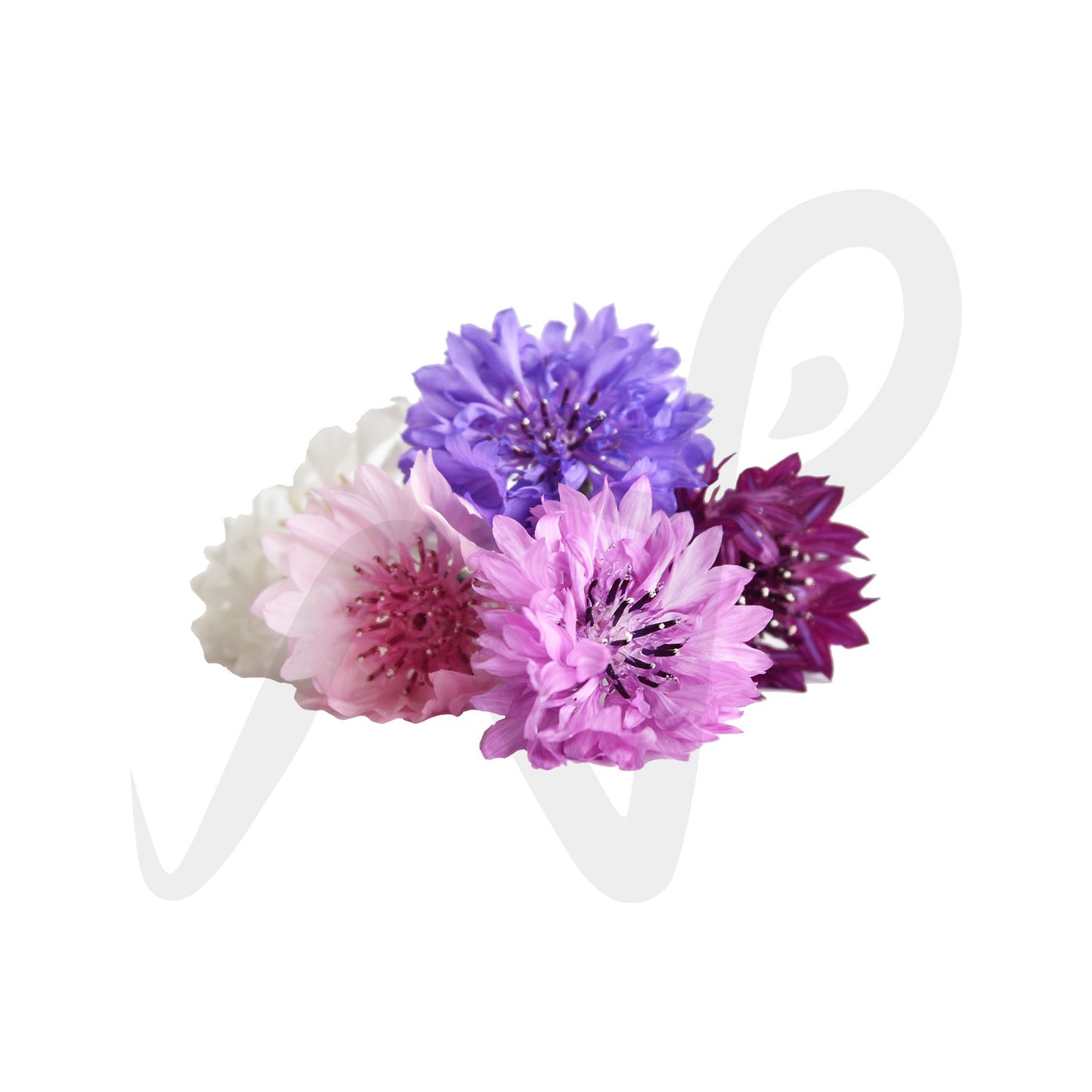 Cornflower Bloom Box