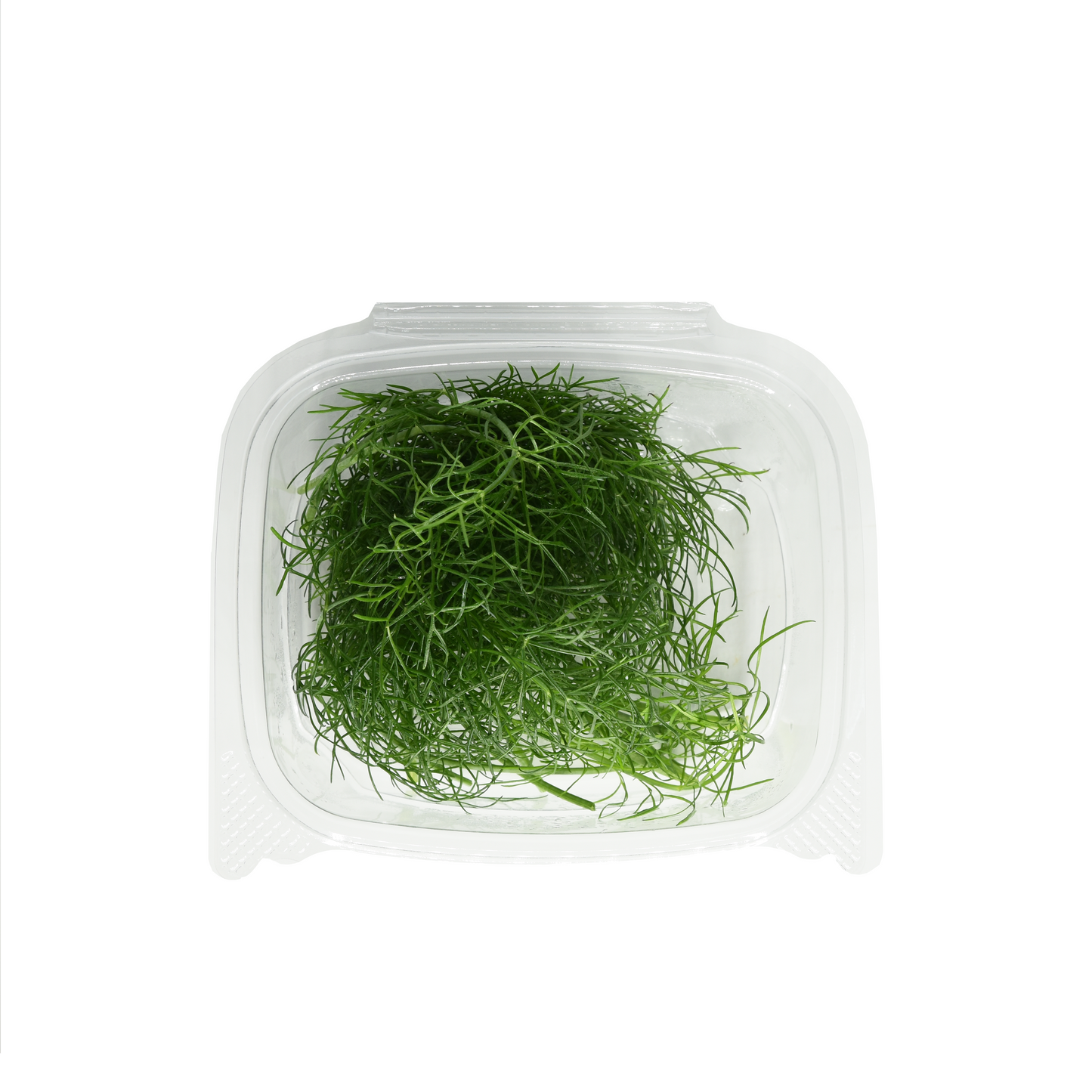 [NEW] Green Fennel Herb Pack