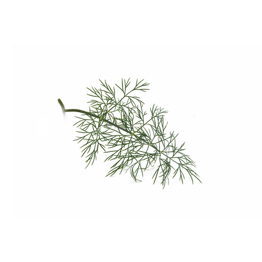 [NEW] Green Fennel Herb Pack