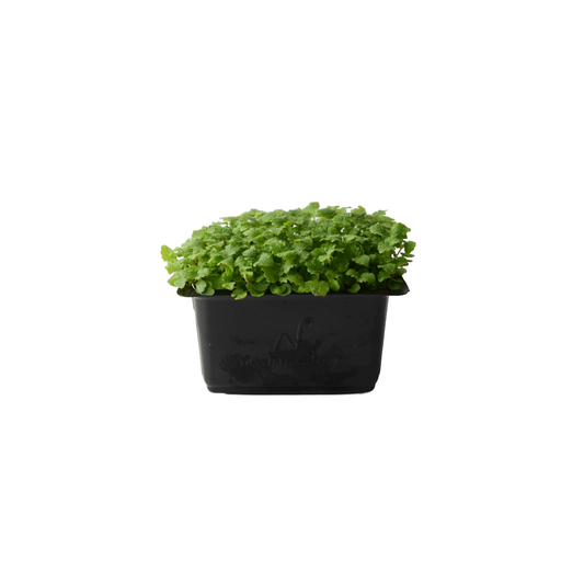 [NEW] Micro Lemon Balm - Premium