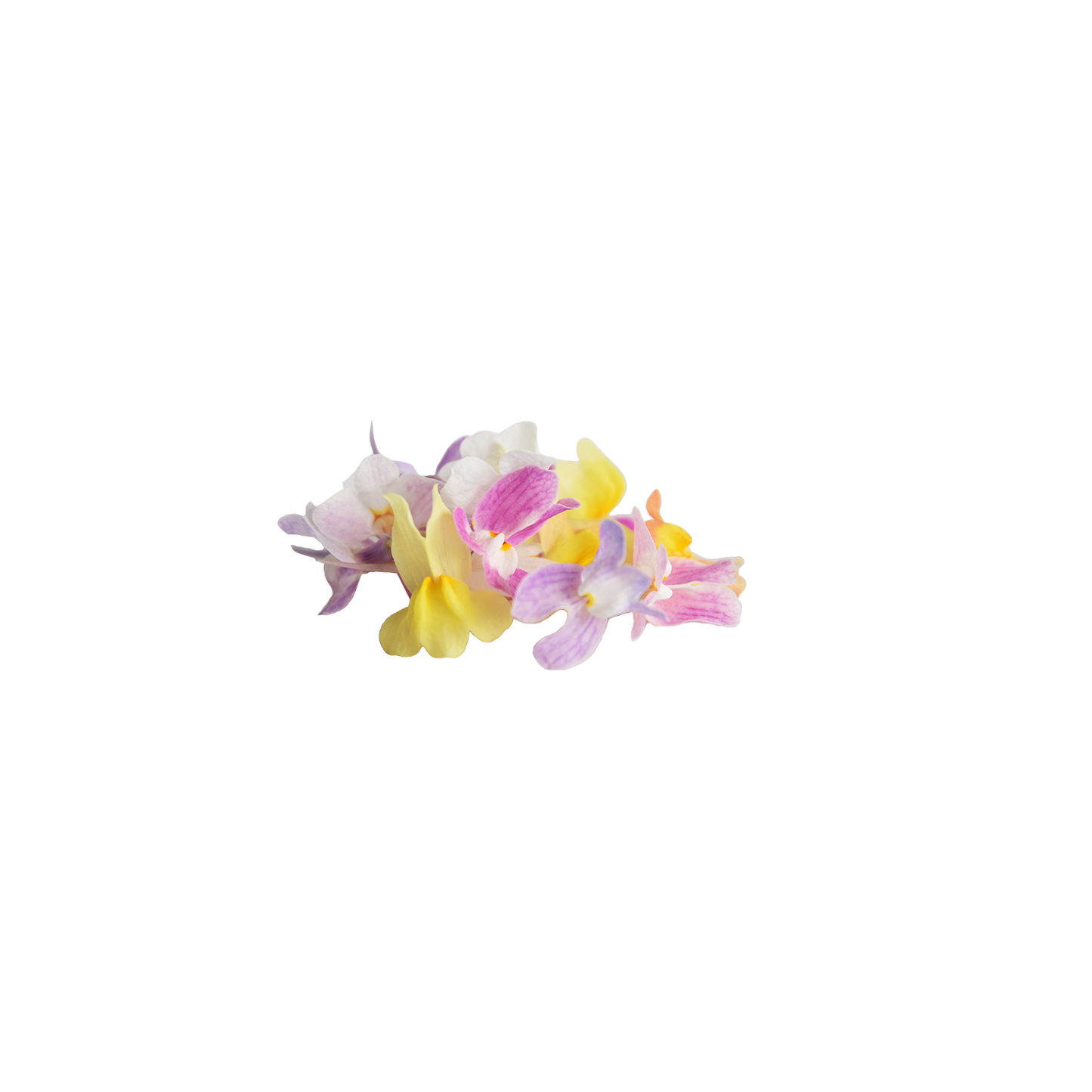 Linaria Mix Bloom Box